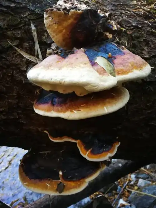 山野寻奇——树舌灵芝