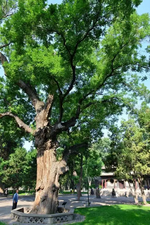 【周柏唐槐】晋祠三绝之二         唐槐是唐代时种植的槐树,乌于