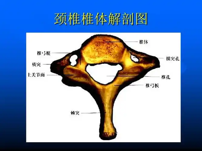 颈椎椎体解剖图