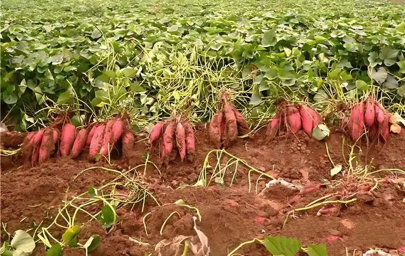 如何种植高产红薯?红薯大田管理技巧 - 农业种植网