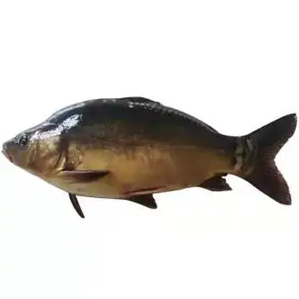 瑃蔻睿正宗三道鳞鱼鲜活速冻黑龙江淡水鱼无鳞鱼光板鲤鱼 2斤多三道鳞