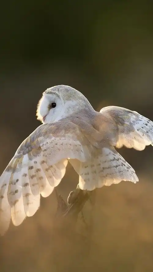iphone 壁纸 白色的鸟,猫头鹰,翅膀