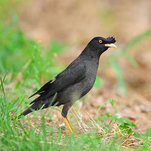 秋颖宠物观赏会说话八哥鸟林八黑八聪明宠物小鸟幼鸟鹩哥鸟活物 黑八