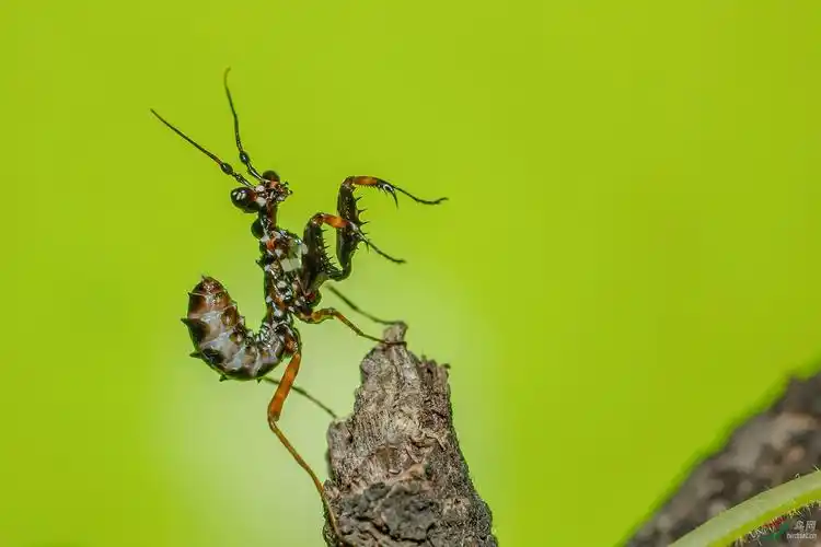 小小刺花螳螂贺获首页精华