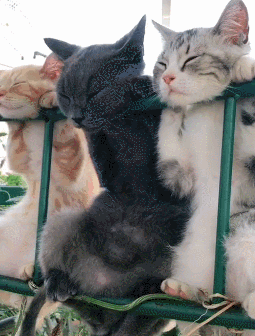 255_336竖版 竖屏gif 动态图 动图