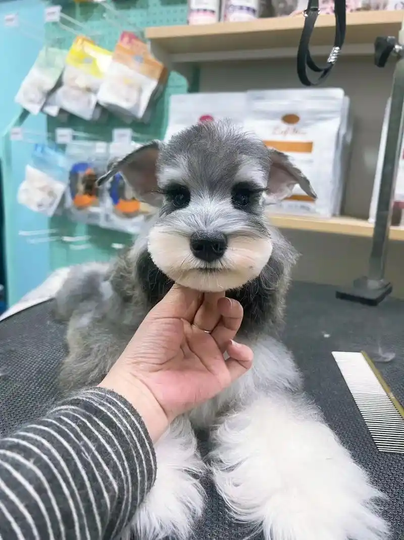 自家繁育小体迷你雪纳瑞椒盐色妹妹3个多月