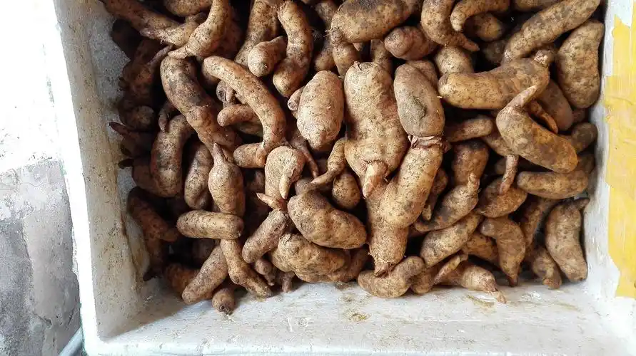 天麻种植技术 天麻基地 天麻加工 天麻种子 天麻功效 干鲜天麻 天麻吃