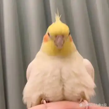 小鹦鹉91动态表情包