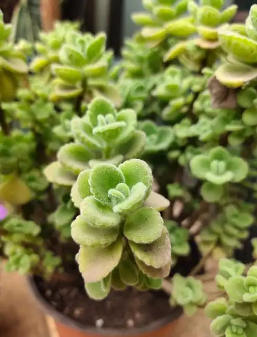 碰碰香有毒吗?适合在室内养吗?