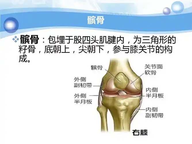 髌骨骨折护理查房ppt课件