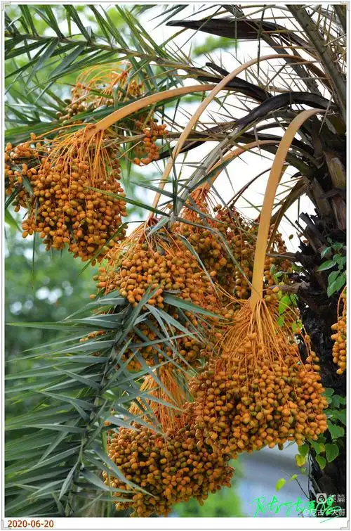 三龙大道的"银海枣"熟了! - 美篇