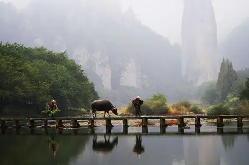 在鼎湖峰外摄影团聘请专供摄影表演的老农牵牛挑担过桥.