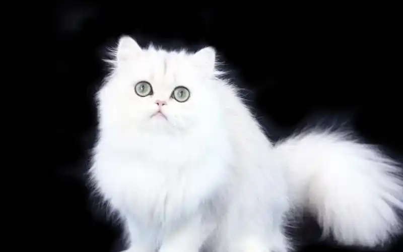 被称为猫中王子,王妃的波斯猫_价格_加菲猫_纯种