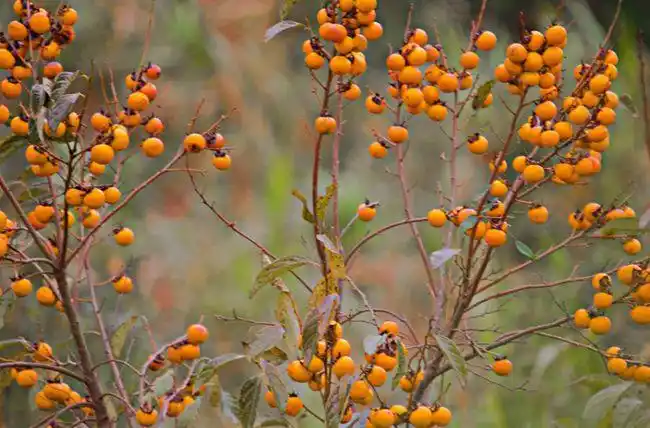 满满的童年回忆生长在山间地头的野柿子好看不好吃