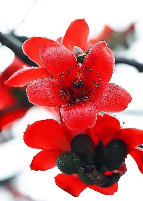 木棉花图片 木棉图片 木棉植物图片