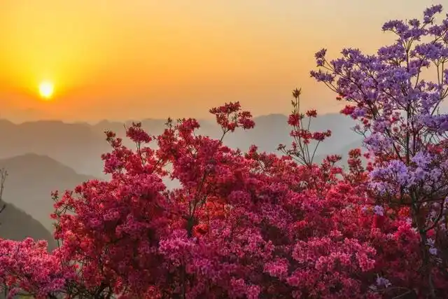 玩转皖美五一|五一来安徽,赴一场山花浪漫之约