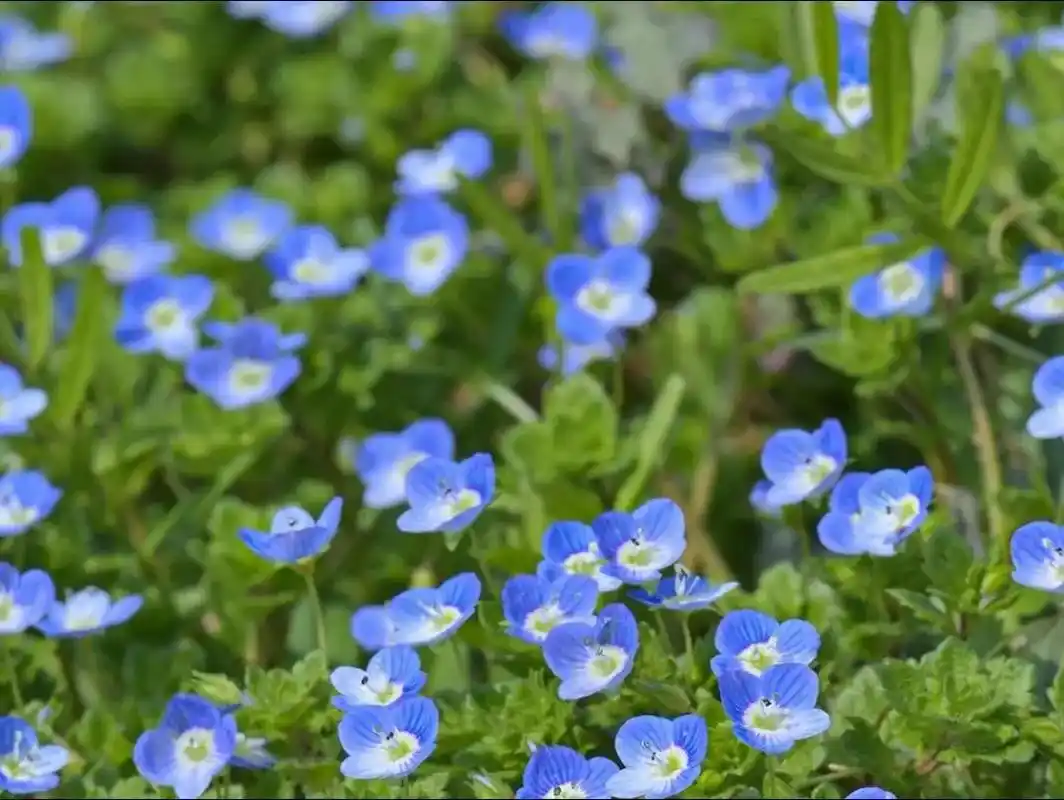 春天来了.#阿拉伯婆婆纳#蓝色治愈系 - 抖音