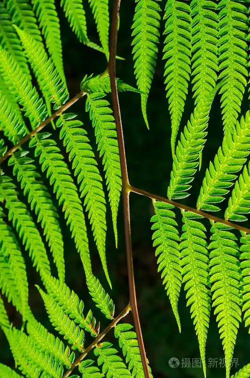 蕨类植物在深色背景上的阳光