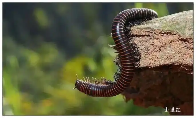 蚿,也称马陆,属于无脊椎动物,多足纲,倍足亚纲,体节组成长约 - 抖音