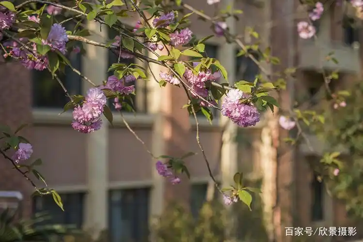 花卉摄影:科大校园内盛放的樱花