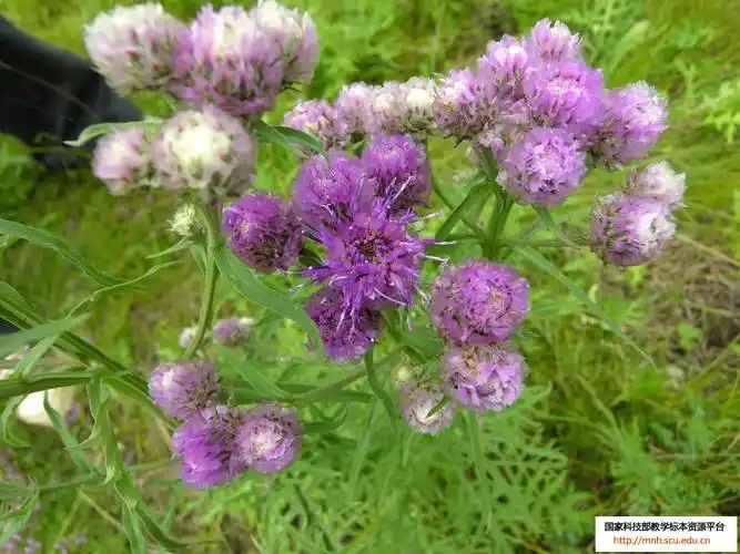 p>伞形花序,是 a href="#" data-lemmaid="1381367">无限花序 /a>的