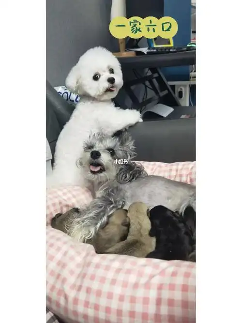 雪纳瑞和比熊生宝宝了