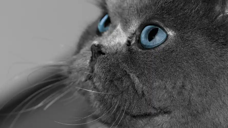 肥胖灰色的猫可爱萌宠图片桌面壁纸