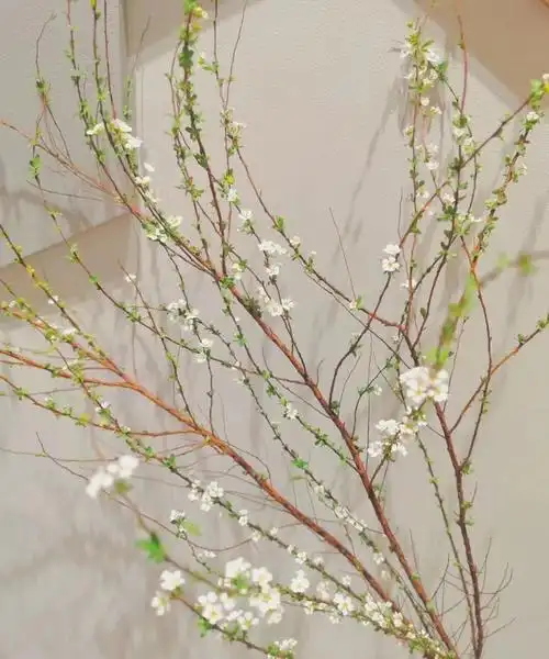 遇水开花干枝雪柳喷雪花枯木逢干树枝春室内客厅办公室水培植物h1精选