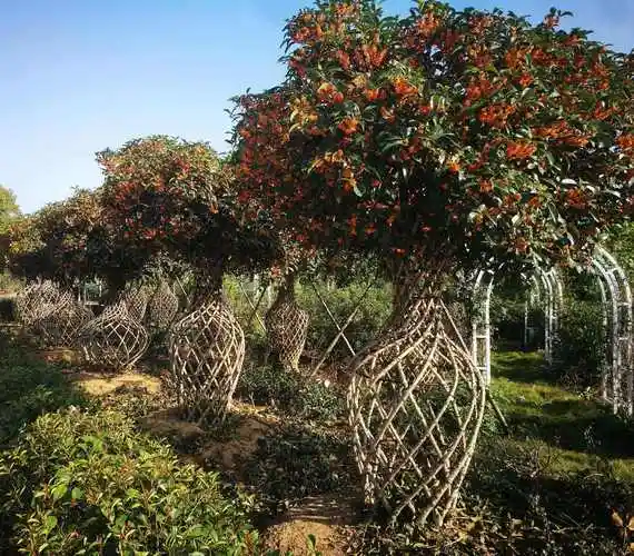 大桂花树造型图片欣赏(大桂花树造型图片欣赏大全)