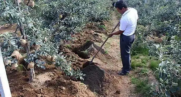 九月抓紧给你家的果树施肥啦