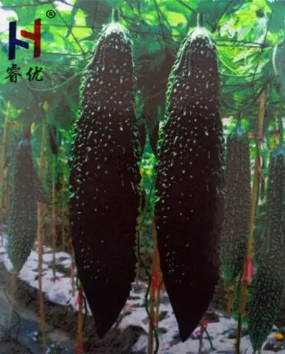 进口黑苦瓜---台湾黑苦瓜 - 中国蔬菜批发交易网