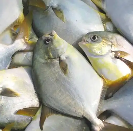 小金鲳鱼超低价