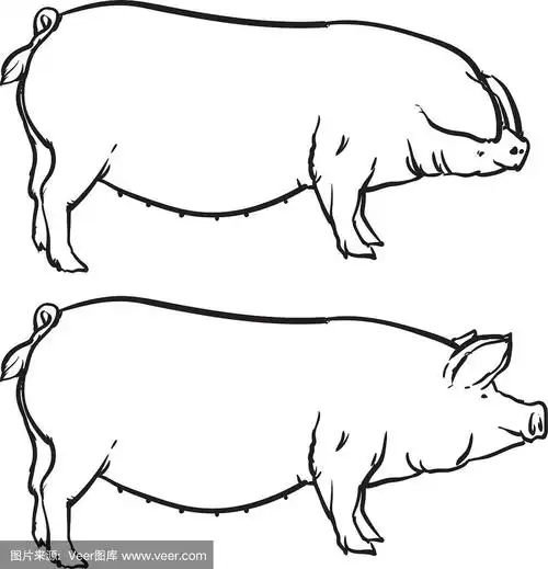 手绘隔离猪