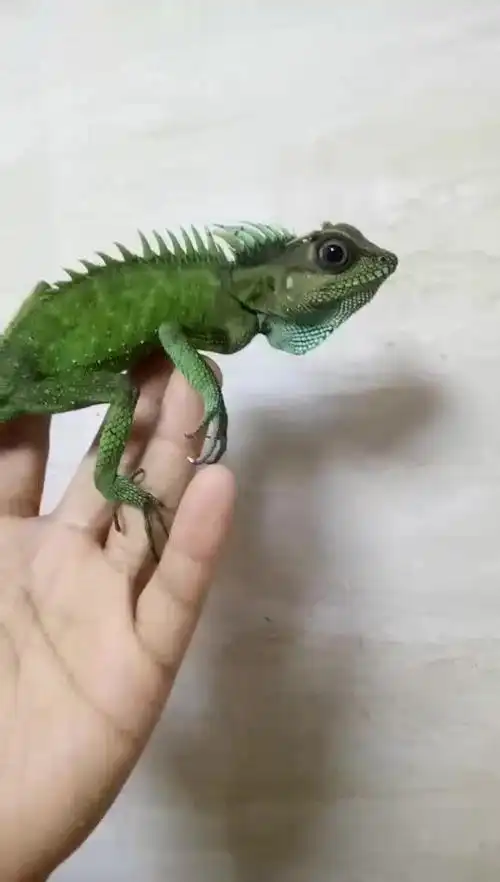 绿色蜥蜴高山角蜥这颜色绝了