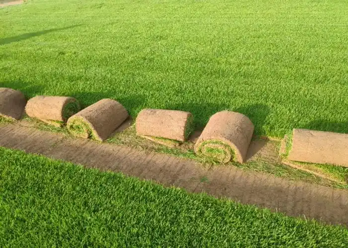 597苗木网 苗木销售信息 绿化苗木 草坪 栾城县信誉草坪种植基地,位于