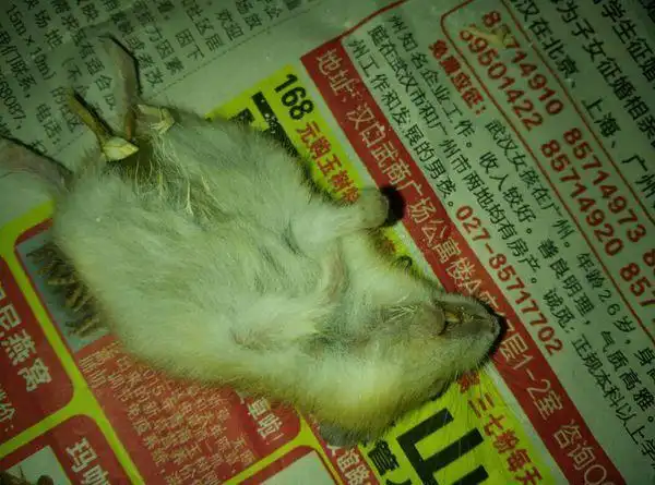 求解,我的仓鼠莫名其妙的死了是什么回事?看的出来是什么原因吗?