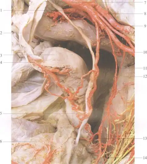 8臀上动脉superiorgluteala.9脐动