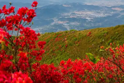 凫山高山千亩映山红
