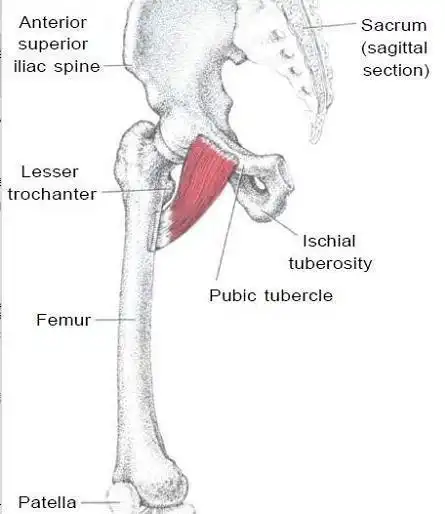 耻骨肌位于大腿上部前外侧,起自髂前上棘,肌腹被包在阔筋膜的两层之间