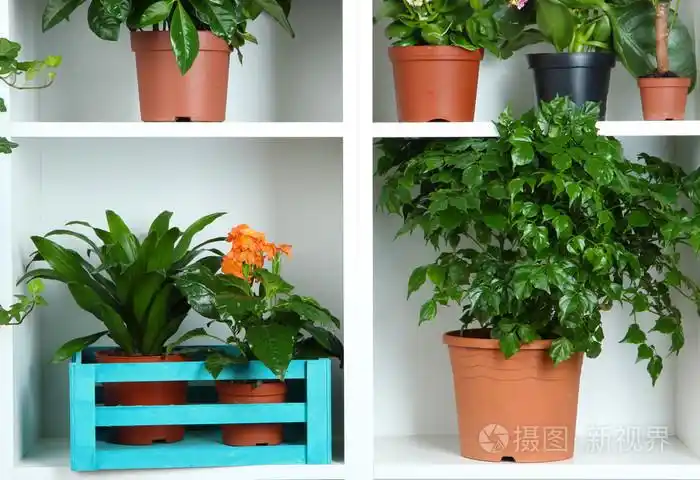 美丽的花朵在花盆里上白色货架特写