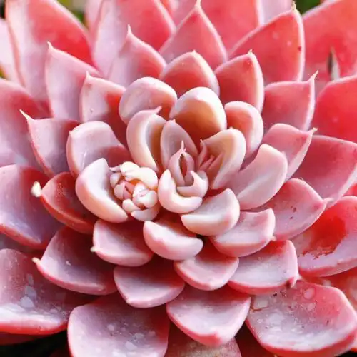 很少见到全红色的多肉了