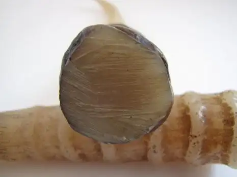 【羚羊角的副作用】_羚羊角的禁忌_中药易