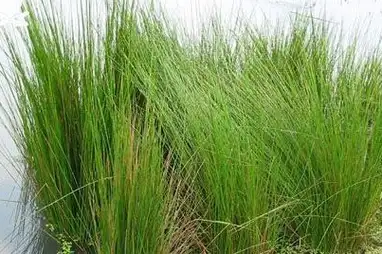 农村一种水生杂草,长得像龙须草,水煮能治失眠,喝几次就想睡觉