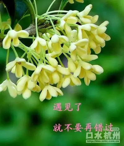 桂花.jpg