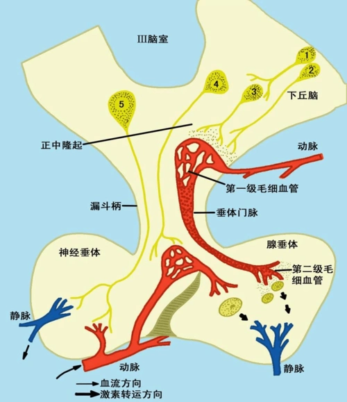 关于下丘脑产生的抗利尿激素,促激素释放激素如何运输到垂体问题的