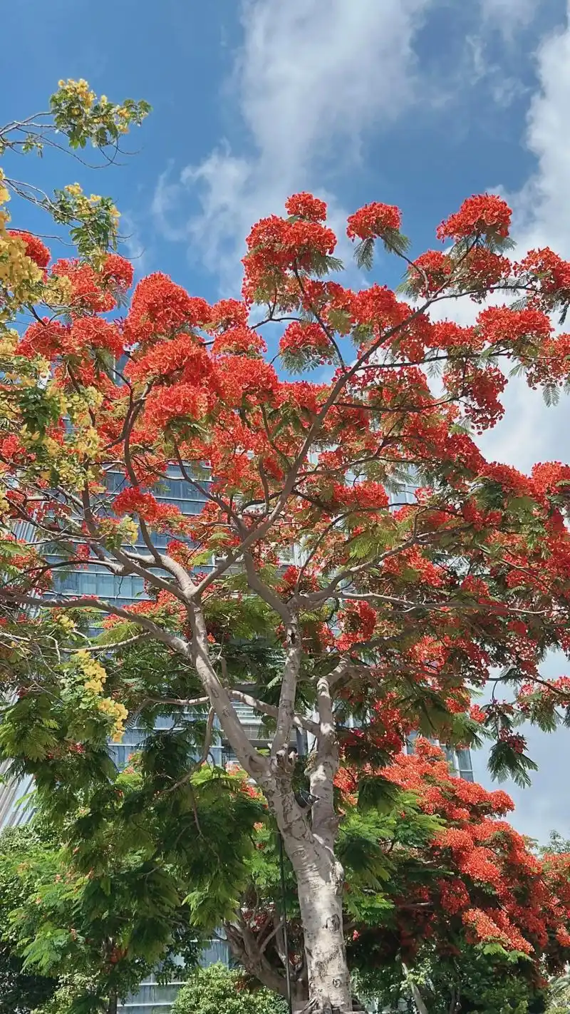 凤凰花 #随手一拍都是美景  又快到了一年凤凰花开始时 凤 - 抖音