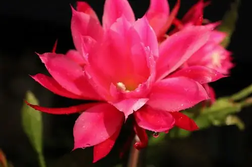 娇艳的粉色昙花