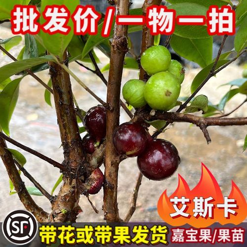 四季嘉宝果苗艾斯卡四季早生嘉宝果树葡萄南方阳台庭院盆栽树苗