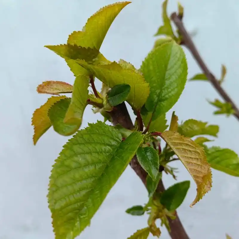 现在开始发芽长叶子了,请问这是真的车厘子树吗