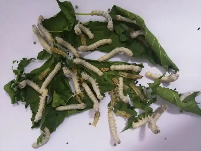 张雅晴养蚕日记